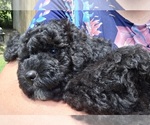 Small #1 Aussiedoodle