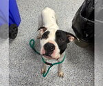 Small #1 American Bulldog Mix