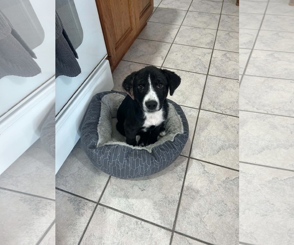Medium Photo #2 Labrador Retriever-Unknown Mix Puppy For Sale in Plainfield, IL, USA