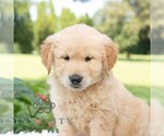 Small #4 Golden Retriever