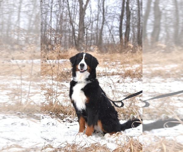Medium Photo #1 Bernese Mountain Dog Puppy For Sale in FAIRMONT, MN, USA