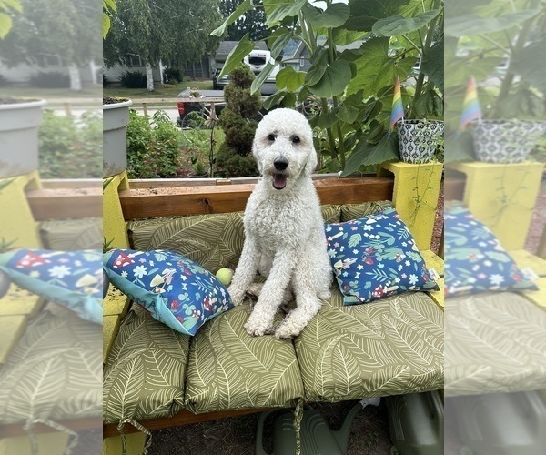 Medium Photo #1 Aussiedoodle Puppy For Sale in LA CRESCENT, MN, USA