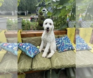 Mother of the Aussiedoodle puppies born on 10/10/2025