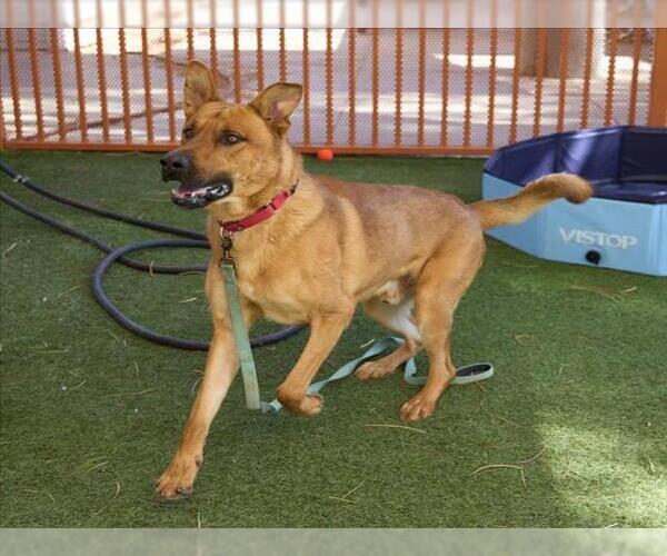 Medium Photo #1 Rhodesian Ridgeback-Unknown Mix Puppy For Sale in Las Vegas, NV, USA