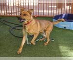 Small Rhodesian Ridgeback Mix