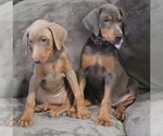 Small Photo #23 Doberman Pinscher Puppy For Sale in POMEROY, OH, USA
