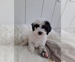 Puppy 2 Goldendoodle (Miniature)