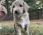 Small Photo #1 Labradoodle Puppy For Sale in PERRY, GA, USA