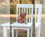 Small Photo #10 Goldendoodle (Miniature) Puppy For Sale in ASH GROVE, MO, USA