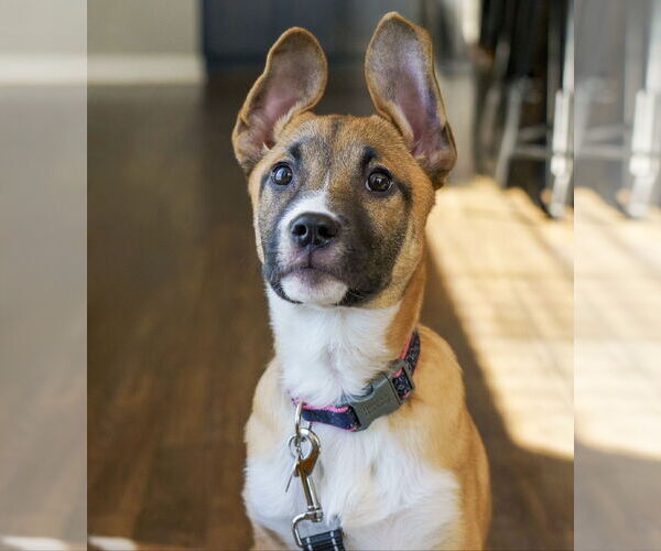 Medium Photo #1 Shepradors Puppy For Sale in Princeton, MN, USA