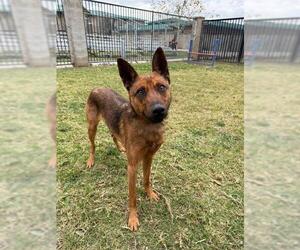 Mutt Dogs for adoption in Riverside, CA, USA