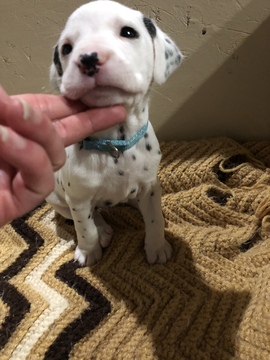 Medium Photo #17 Dalmatian Puppy For Sale in LINCOLN, NE, USA