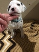 Small Photo #17 Dalmatian Puppy For Sale in LINCOLN, NE, USA