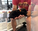Small Photo #51 Cane Corso Puppy For Sale in REEVESVILLE, SC, USA