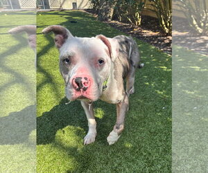 Mutt Dogs for adoption in Hilton Head, SC, USA