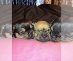 Small Photo #14 Frenchie Pug Puppy For Sale in FILLMORE, CA, USA