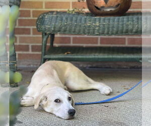 Great Pyrenees-Unknown Mix Dogs for adoption in GILBERTS, IL, USA
