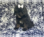 Small #1 ShihPoo
