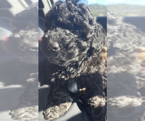 Poodle (Toy) Puppy for sale in SAN JOSE, CA, USA