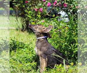German Shepherd Dog Dogs for adoption in Holly Hill, SC, USA
