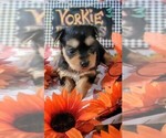 Puppy 6 Yorkshire Terrier