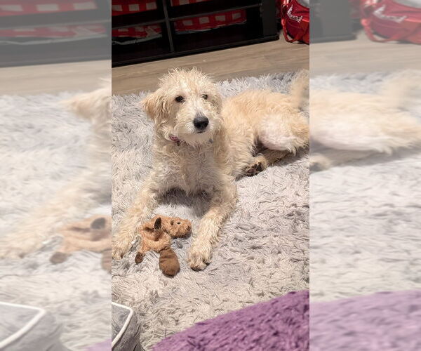 Medium Photo #4 Labrador Retriever-Unknown Mix Puppy For Sale in Brooklyn, NY, USA