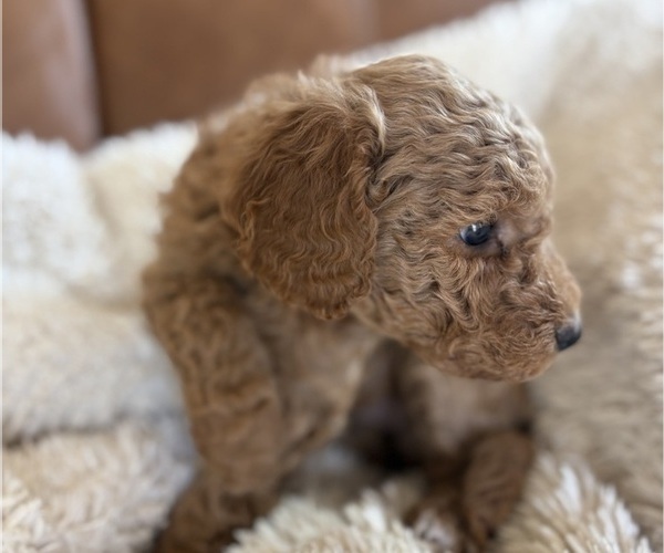 Medium Photo #4 Goldendoodle Puppy For Sale in BATTLE GROUND, WA, USA