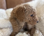 Small #3 Goldendoodle