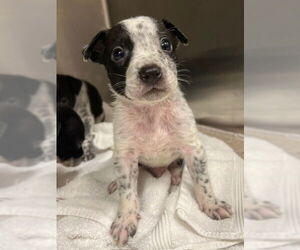 Mutt Dogs for adoption in Baytown, TX, USA