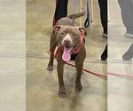 Small #1 American Pit Bull Terrier Mix