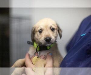 Labrador Retriever-Unknown Mix Dogs for adoption in Mountain Home, AR, USA