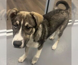 Siberian Husky-Unknown Mix Dogs for adoption in Hilton Head, SC, USA