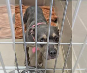 Mutt Dogs for adoption in Decatur, IL, USA