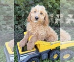 Small Cockapoo (Miniature)