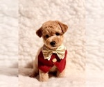 Image preview for Ad Listing. Nickname: Teddy bear