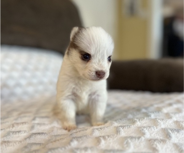 Medium Photo #5 Pomsky Puppy For Sale in DRACUT, MA, USA