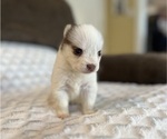 Small #4 Pomsky