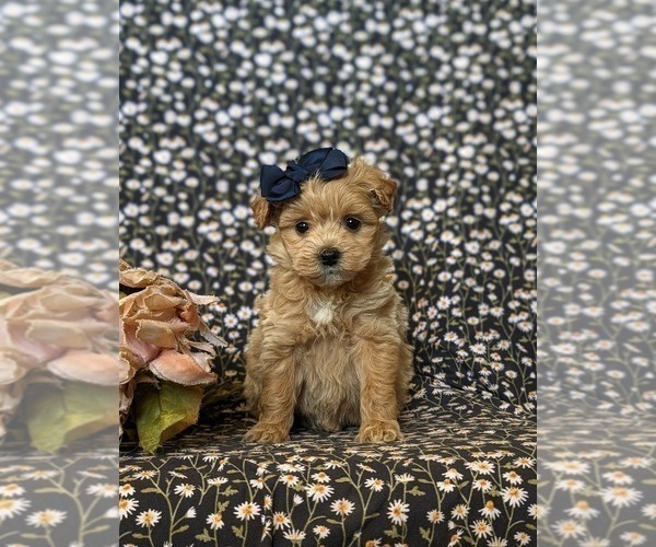Medium Photo #4 Pookimo Puppy For Sale in QUARRYVILLE, PA, USA