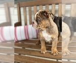 Small Photo #15 Bulldog Puppy For Sale in WATERVILLE, OH, USA
