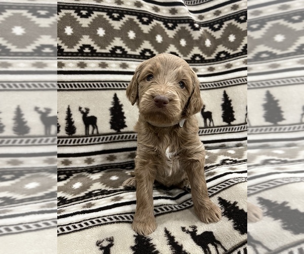 Medium Photo #5 Goldendoodle Puppy For Sale in LOWVILLE, NY, USA