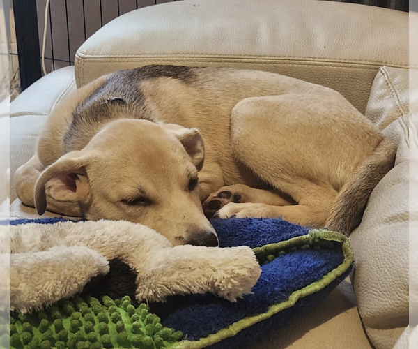 Medium Photo #14 Siberian Husky-Unknown Mix Puppy For Sale in Brooklyn, NY, USA