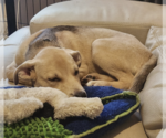 Small #13 Siberian Husky Mix