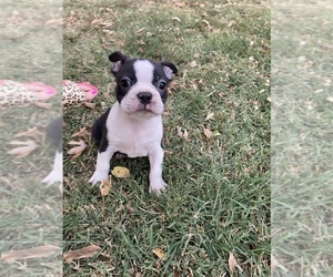 Boston Terrier Puppy for sale in FREDONIA, KS, USA