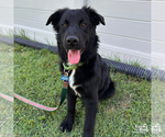 Small #4 Retriever  Mix