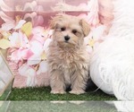 Small Photo #1 Maltipoo Puppy For Sale in MARIETTA, GA, USA