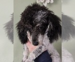Small Photo #1 Poodle (Toy) Puppy For Sale in HOAGLAND, IN, USA