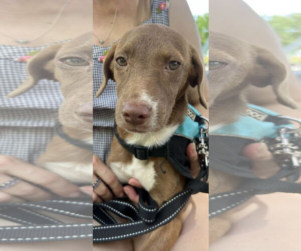 Medium Photo #1 - Mix Puppy For Sale in NYC, NY, USA