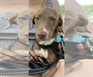 - Mix Dogs for adoption in NYC, NY, USA