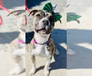 Mutt Dogs for adoption in Jackson , NJ, USA