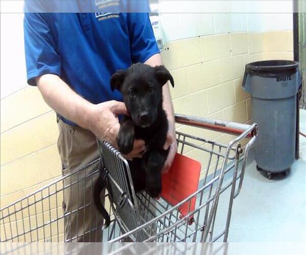 Medium Photo #1 German Shepherd Dog-Unknown Mix Puppy For Sale in Tulsa, OK, USA